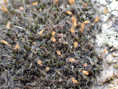 Coscinodon calyptratus