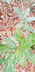 Quercus castanea