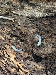 Scolecocampa