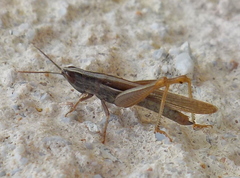 Ochrilidia pruinosa