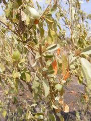 Croton gratissimus subgratissimus