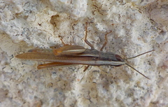 Ochrilidia pruinosa