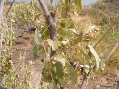 Croton gratissimus subgratissimus
