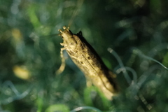 Scrobipalpa ocellatella