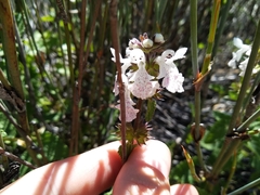 Stachys bolusii