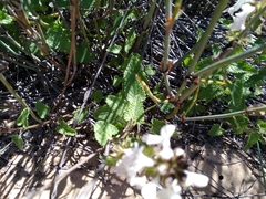 Stachys bolusii