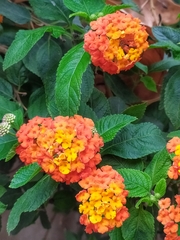 Lantana camara