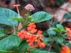 Lantana camara
