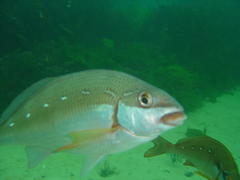 Chirodactylus brachydactylus