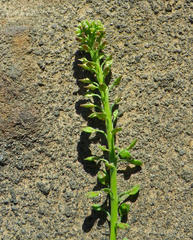 Lepidium africanum africanum