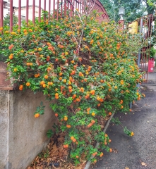 Lantana camara