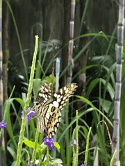 Papilio demoleus malayanus