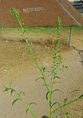 Lepidium africanum africanum