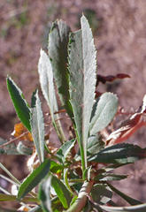 Lepidium africanum africanum