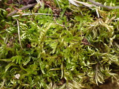 Homalothecium aureum