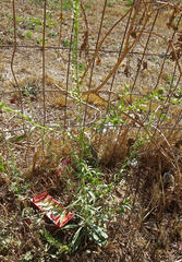 Lepidium africanum africanum