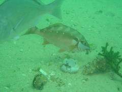 Chirodactylus brachydactylus