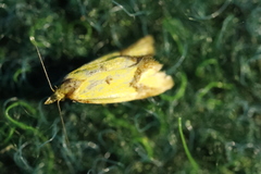 Agapeta