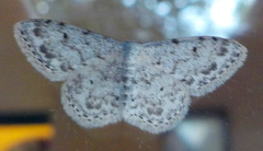 Idaea camparia