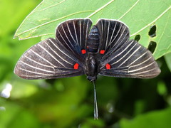 Melanis cephise