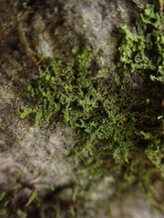 Porella cordaeana