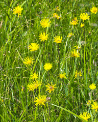 Inula ciliaris