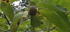 Annona holosericea
