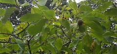 Annona holosericea