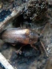 Hallomenus binotatus