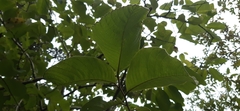 Annona holosericea