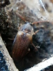 Hallomenus binotatus