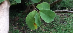 Annona holosericea