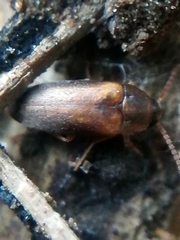 Hallomenus binotatus