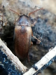 Hallomenus binotatus