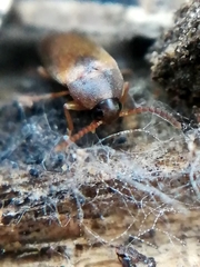 Hallomenus binotatus