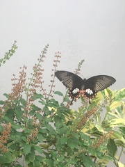 Papilio polytes