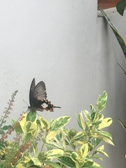 Papilio polytes