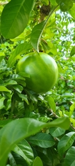 Crescentia cujete