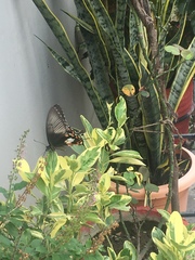 Papilio polytes