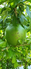 Crescentia cujete