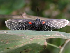 Melanis cephise