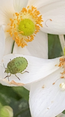 Palomena prasina