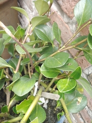 Angiospermae