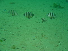 Diplodus hottentotus