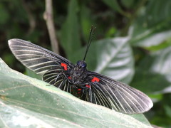 Melanis cephise