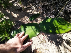 Haemanthus