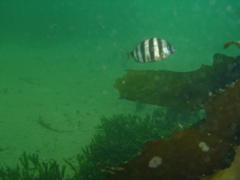 Diplodus hottentotus