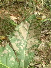 Calycomyza flavinotum