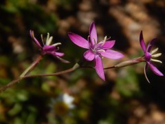 Hesperantha pilosa