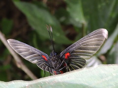 Melanis cephise